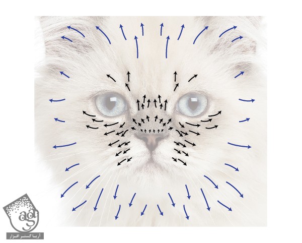 طراحی صورت گربه با Illustrator