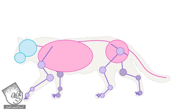 طراحی آناتومی بدن گربه – قسمت اول