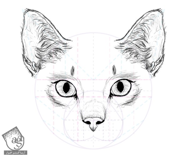 طراحی آناتومی بدن گربه – قسمت دوم