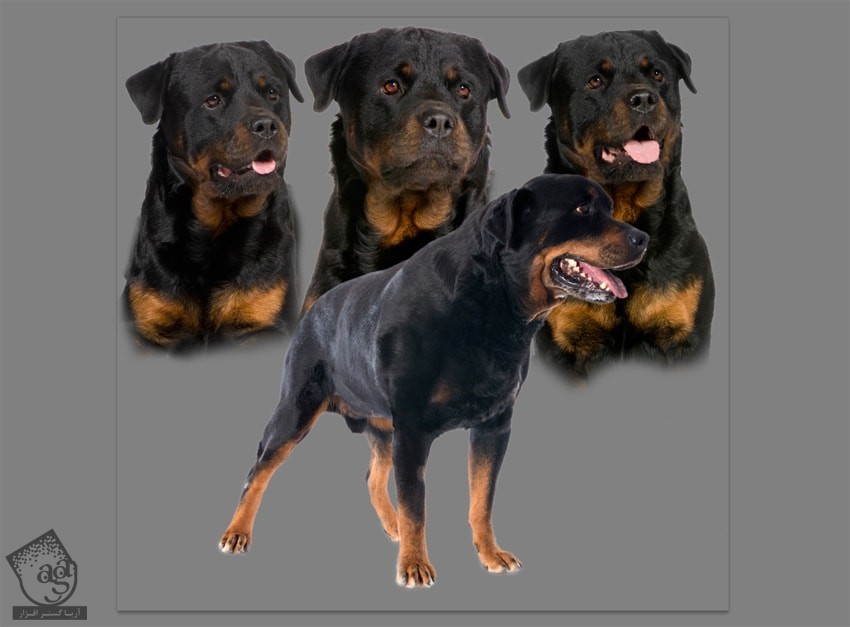 آموزش Photoshop : طراحی سگ سه سر
