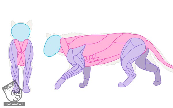 طراحی آناتومی بدن گربه – قسمت اول