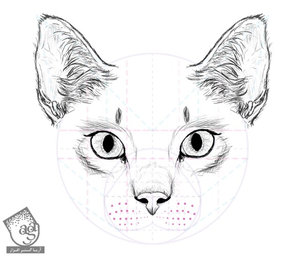 طراحی آناتومی بدن گربه – قسمت دوم