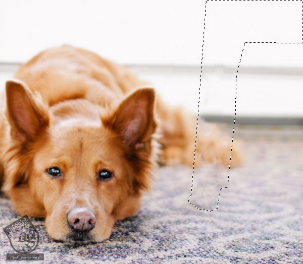 آموزش Photoshop : افکت تصویری نقاشی سگ – قسمت اول