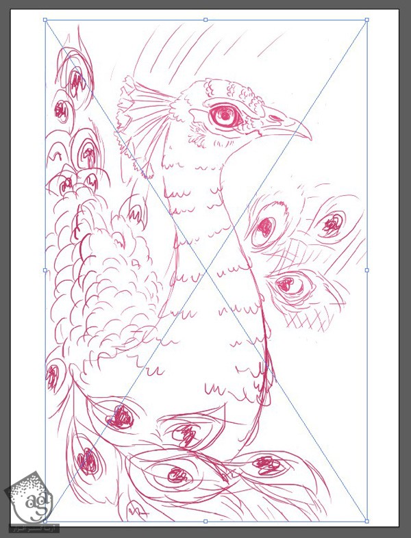 آموزش Illustrator : طراحی طاووس - قسمت اول