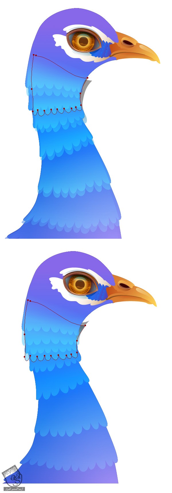 آموزش Illustrator : طراحی طاووس - قسمت اول