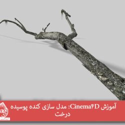 آموزش Cinema 4D : مدل سازی کنده پوسیده درخت