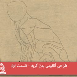 طراحی آناتومی بدن گربه – قسمت اول